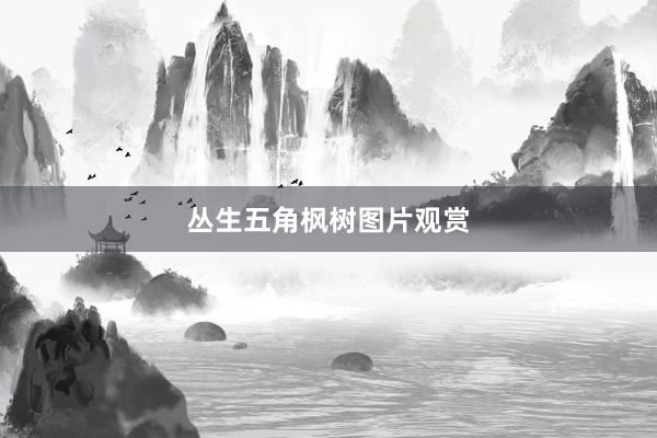 丛生五角枫树图片观赏